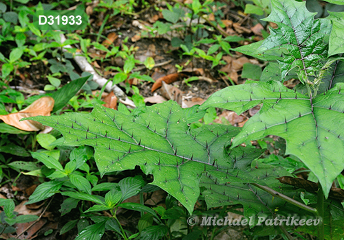 Coco Chat (Solanum stramoniifolium)